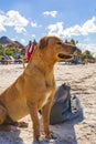 Cute brown dog guarding bag on the beach Holbox Mexico