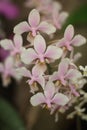 Holcoglossum orchid Royalty Free Stock Photo