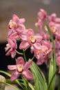 Holcoglossum orchid Royalty Free Stock Photo