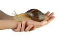 Hold cosmetic snail in hands isolated on white background. Achatina snail in brown shell. It is used for rejuvenation in Royalty Free Stock Photo