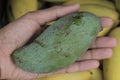 Hold a green mango on hand above yellow mango on fruit Asia