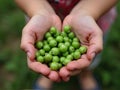 hold an open green pea pod with peas in your hands, ai Royalty Free Stock Photo