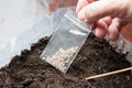 Hold package with seeds for planting seedlings. farmer plant vegetables plants