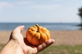 Hold Pumpkin. Pumking in hand. Small pumpkin. Royalty Free Stock Photo