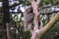 Hold on tight porcupine! spiky little mammal in a tree