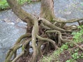 Hold tight - roots of tree Royalty Free Stock Photo