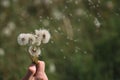 Hold white fluffy dandelions in hand. Dandelion seeds fly in the wind