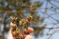 Hold in your hand maple twigs with budding buds and new leaves in early spring