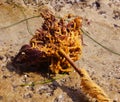 Holdfast of Bull Kelp Royalty Free Stock Photo