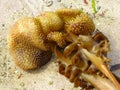 Holdfast & stipe of a large kelp