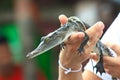 Holding a baby crocodile Royalty Free Stock Photo