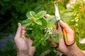 Holding a basil plant. Woman with plant scissors. Caring for plants