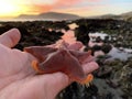 Starfish in hand, coast of California, USA