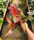 Holding a beautiful red leaf of Aglaonema Hybrid, a popular tropical plant Royalty Free Stock Photo
