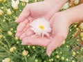 Holding a beautiful white Chrysanthemum flower in both hands with garden background