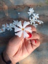 Holding beautiful white flower in hand , Jasmine