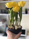 Holding beautiful yellow tulips in the pot