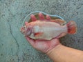 Holding beloved red tilapia fish in hand Royalty Free Stock Photo