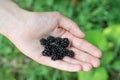 Holding Berries