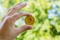 Holding bitcoin in hand with green blur background, bitcoin concept, copy space. The hand holds bitcoin Royalty Free Stock Photo