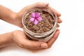 Holding a bottle of cosmetic with a pink colour flower on white background. The scrub is made out of brown sugar pulp. Royalty Free Stock Photo