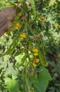 Holding Branch of Pigeon Peas and Blossom