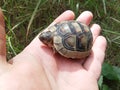 Holding a brave baby Mediterranean Greek tortoise Royalty Free Stock Photo