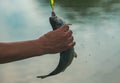 Holding brown trout. Fisherman and trophy trout. Concepts of successful fishing. Fishing. Royalty Free Stock Photo