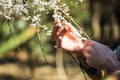 Holding a bunch of jasmin tree flowers Royalty Free Stock Photo