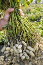 farmer harvesting peanut on agriculture plantation