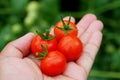 Holding a bunch of ripe red cherry tomatoes Royalty Free Stock Photo