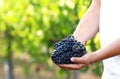 Holding bunches of fresh ripe juicy grapes in vineyard Royalty Free Stock Photo