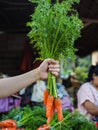 Holding bundle of fresh baby carrots, close-up of hand. Bunch of organic baby carrots Royalty Free Stock Photo