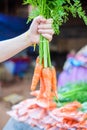 Holding bundle of fresh baby carrots, close-up of hand. Bunch of organic baby carrots Royalty Free Stock Photo