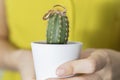 holding a cactus in his hands, two rings, concept complicated relationship Royalty Free Stock Photo