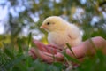 Holding a chick in the grass Royalty Free Stock Photo