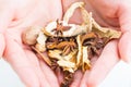 Holding Chinese traditional herbs. Royalty Free Stock Photo