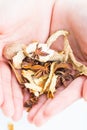 Holding Chinese traditional herbs. Royalty Free Stock Photo