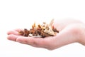 Holding Chinese traditional herbs. Royalty Free Stock Photo