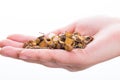 Holding Chinese traditional herbs. Royalty Free Stock Photo