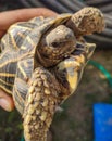 Holding Closeup of Tortoises are reptile species of the family Testudinidae of the order Testudines Royalty Free Stock Photo