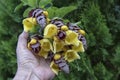 holding a cluster of gmelina philippensis charm flowers. Royalty Free Stock Photo