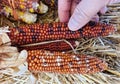 Holding the colorful, tiny and dried mini Indian corns Royalty Free Stock Photo