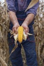 Holding corn maize ear Royalty Free Stock Photo