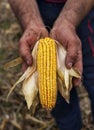 Holding corn maize ear Royalty Free Stock Photo