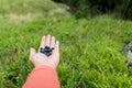 Holding cranberries in the hand