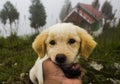 Holding a cute puppy on a foggy day.