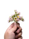 Holding daisy isolated on white background