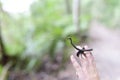 Holding a Dwarf Crowned Snake