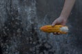 Holding an ear of corn in hand Royalty Free Stock Photo
